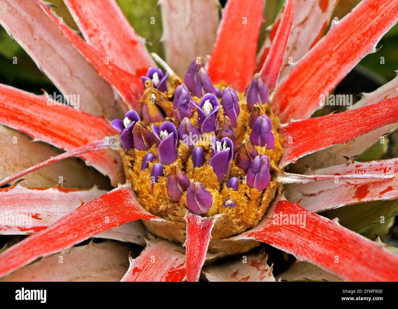 Bromeliad on garden (Orthophytum), Rio, Brazil Stock Photo