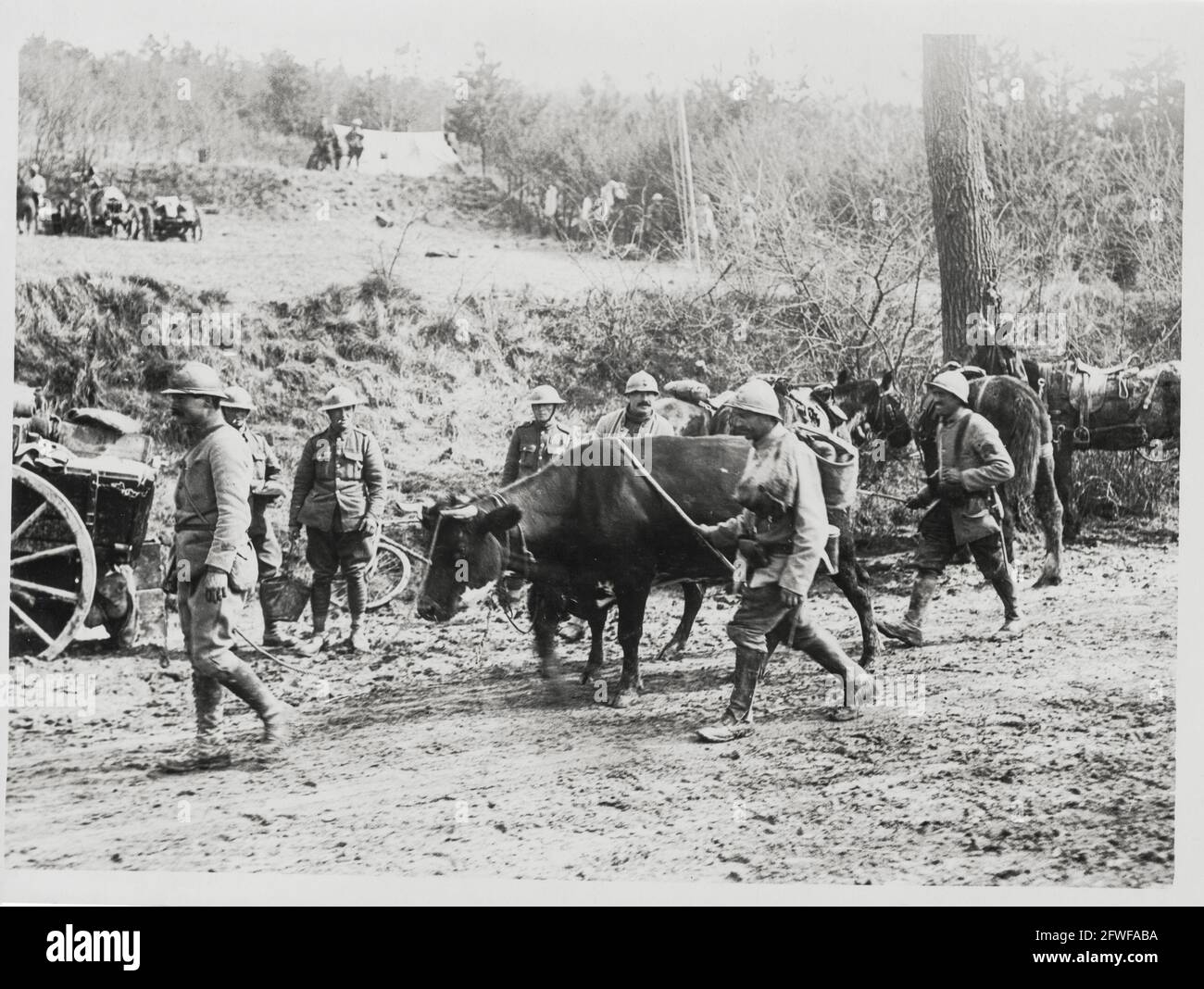 World War One, WWI, Western Front - French soldiers bring in abandoned cows on the Anglo-French front, France Stock Photo
