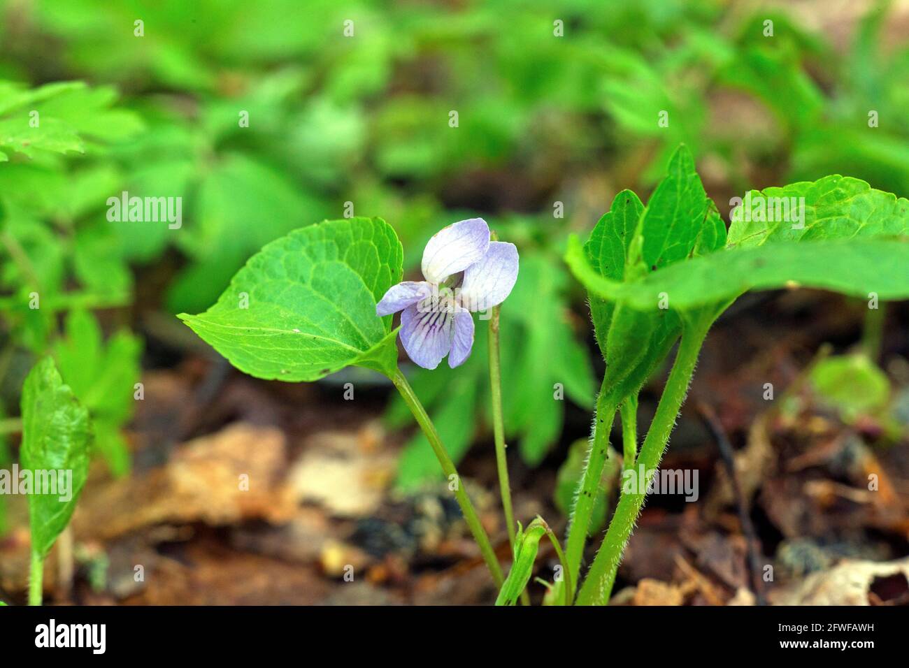 Wonder violet (Viola mirabilis) Photo: Bengt Ekman / TT / code 2706 Stock Photo