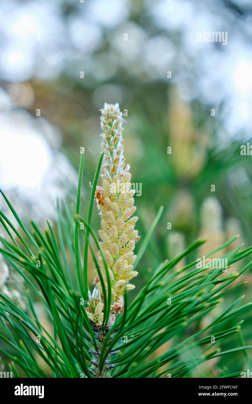 Fresh sprouted pine sprouts, a growing Christmas tree Stock Photo