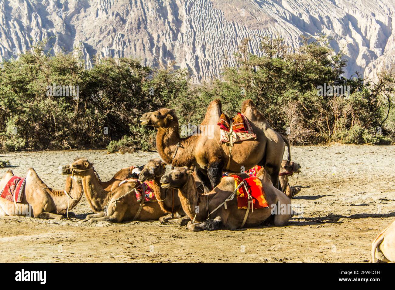 Bactrian camel in Nubra Valley Stock Photo - Alamy