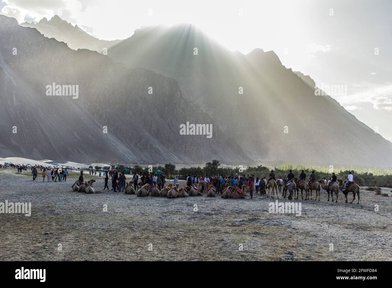 Bactrian camel in Nubra Valley Stock Photo - Alamy