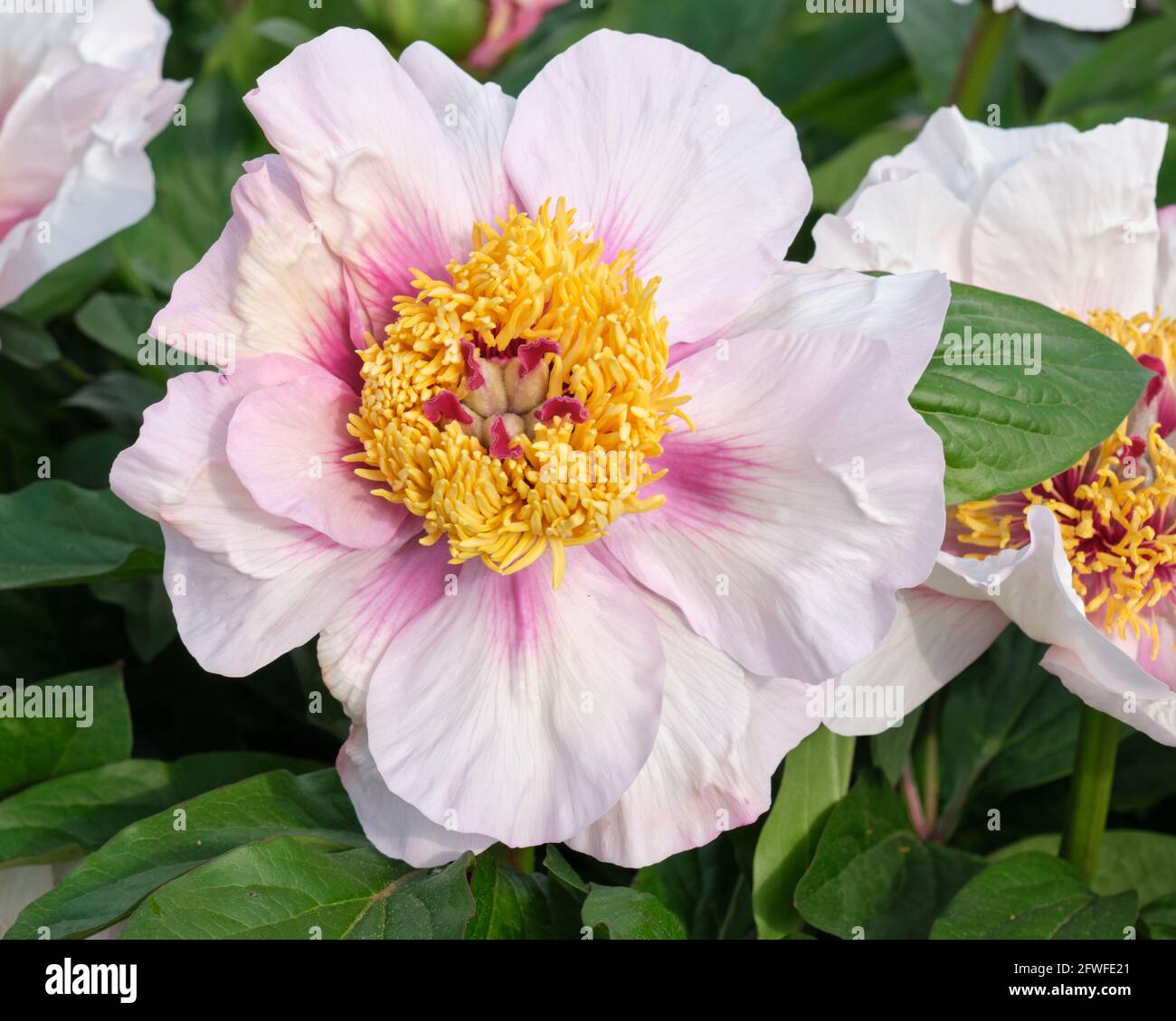 Blooming flower of a Peony, latin Paeonia.  Specific species named "Halcyon" from the A.P. Saunders Collection Stock Photo