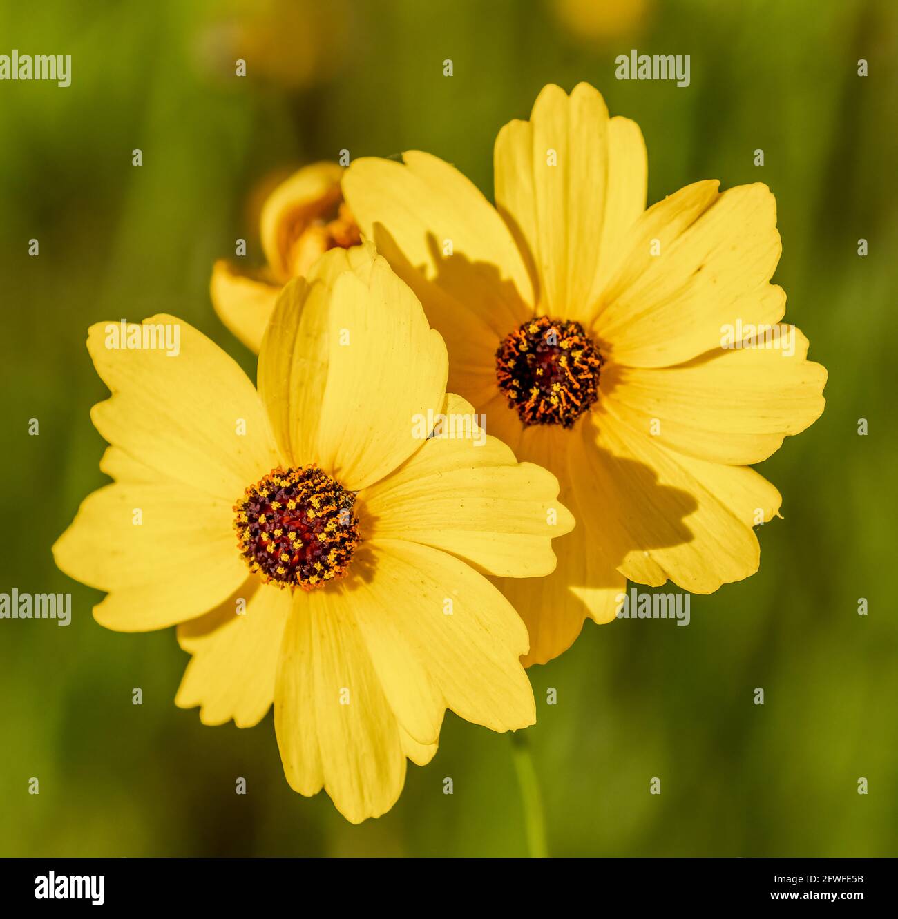 Closeup of two yellow Coreopsis or Tickseed wildflowers the State wildflower of Florida Stock Photo