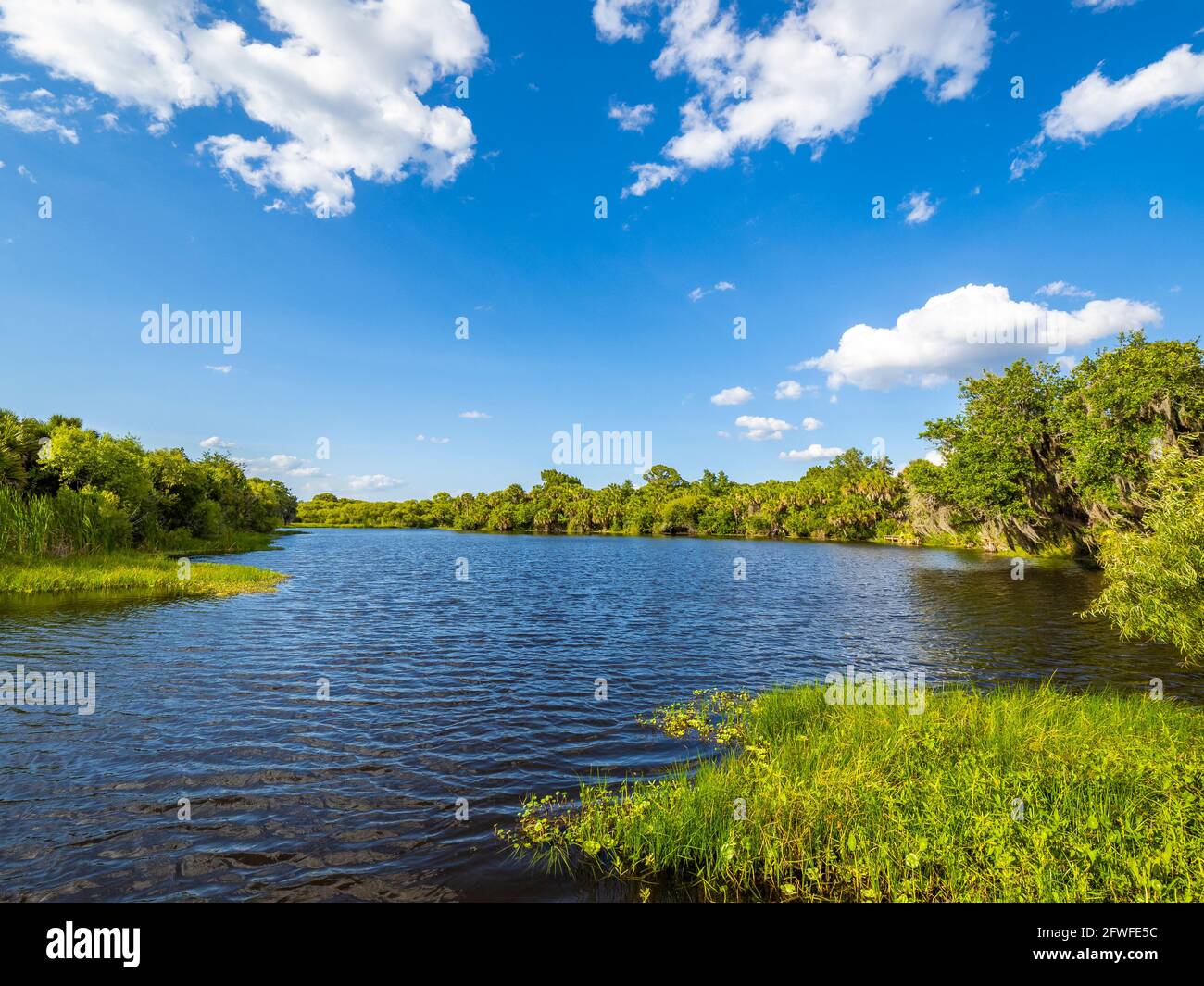 Sunny day with blue sky and white clouds in Deer Prairie Creek Preserve in Venice Florida USA Stock Photo
