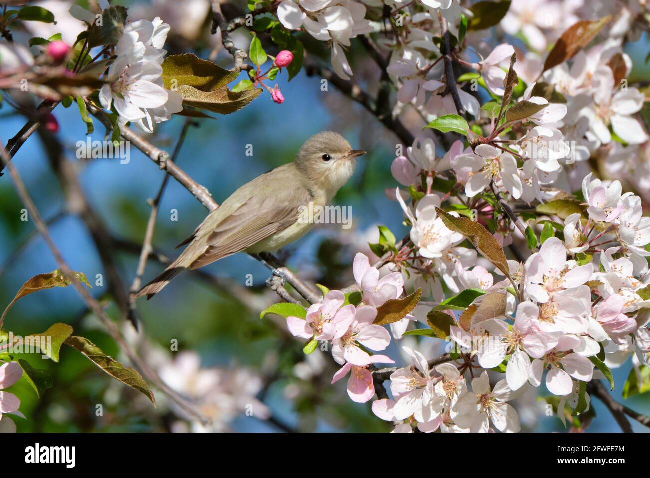 Adult Warbling Vireo, Vireo gilvus, perched sitting in a blooming crab apple tree Stock Photo
