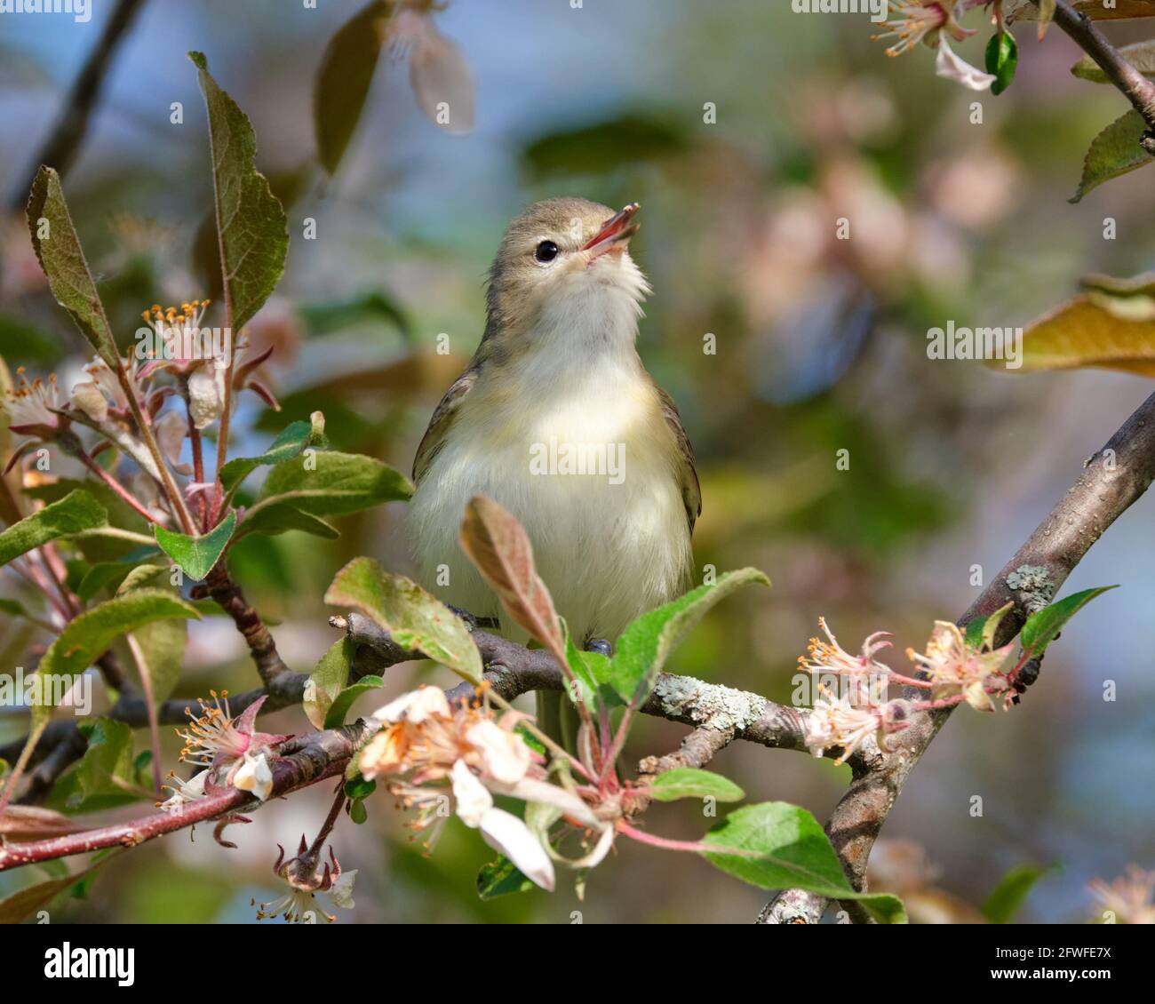 Adult Warbling Vireo, Vireo gilvus, perched signing in a blooming crab apple tree Stock Photo