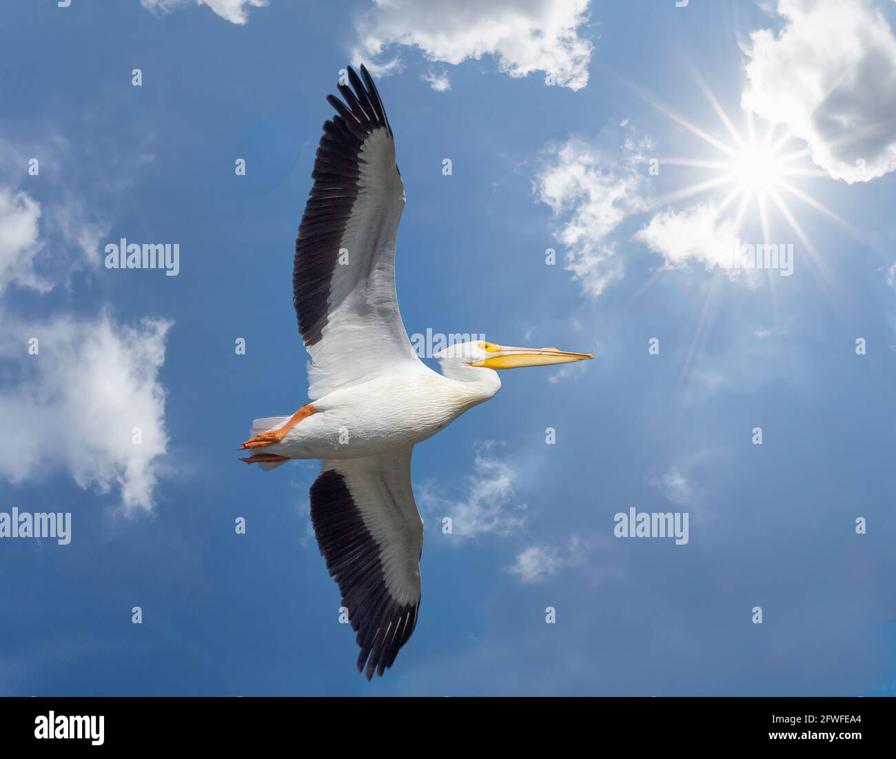 Single white pelican soaring in blue sky with white clouds and sunburst in sky above the bird Stock Photo