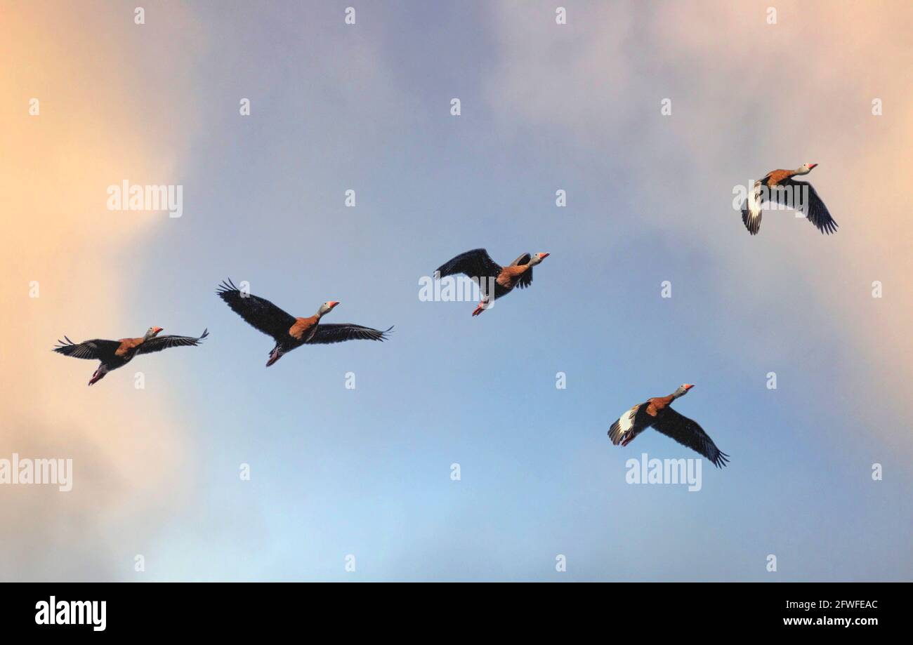 Flock of Black-bellied Whistling Ducks flying in blue sky with orange yellow clouds Stock Photo