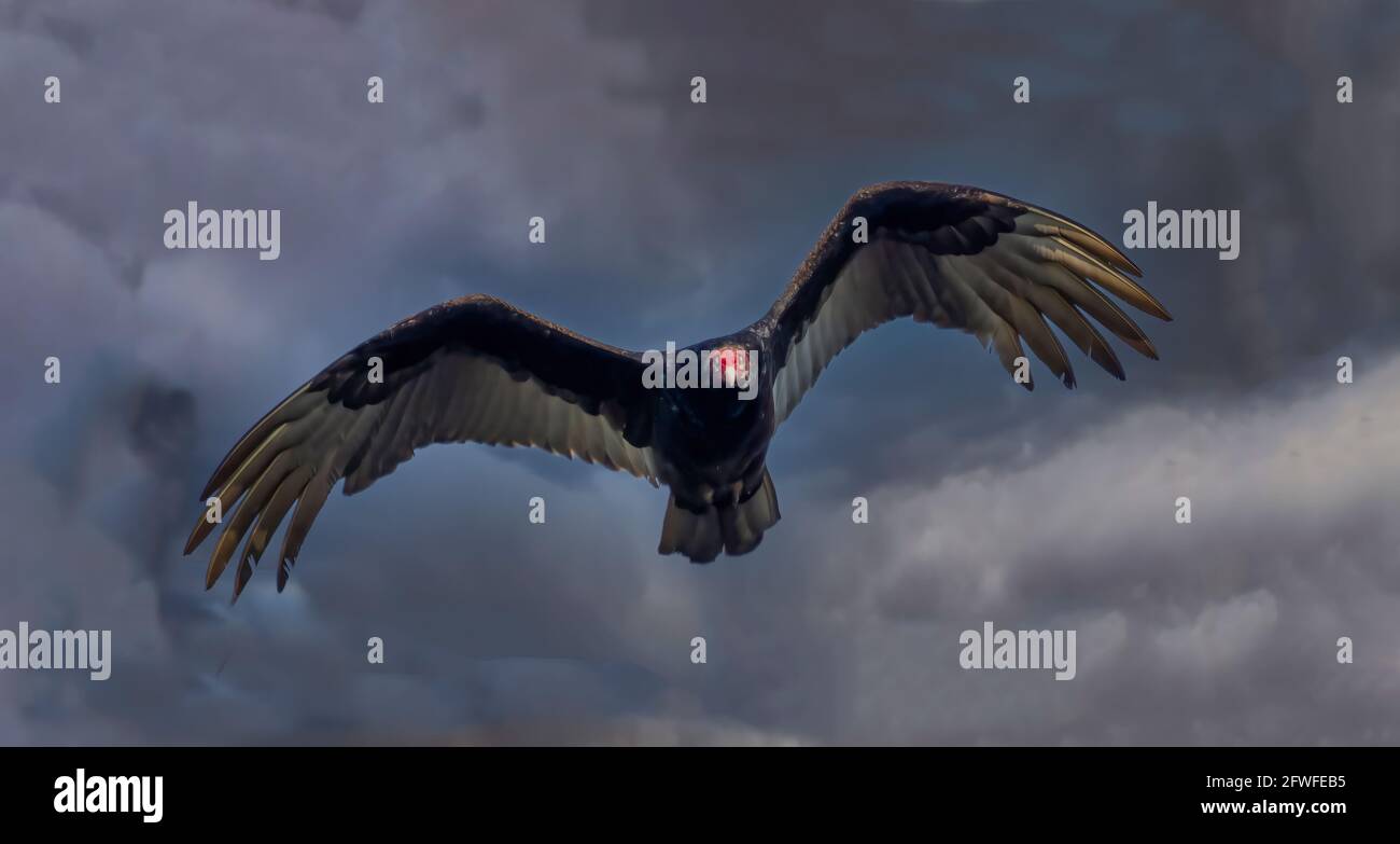 Vulture flying overhead aganist a dark threatening sky in southwest Florida USA Stock Photo
