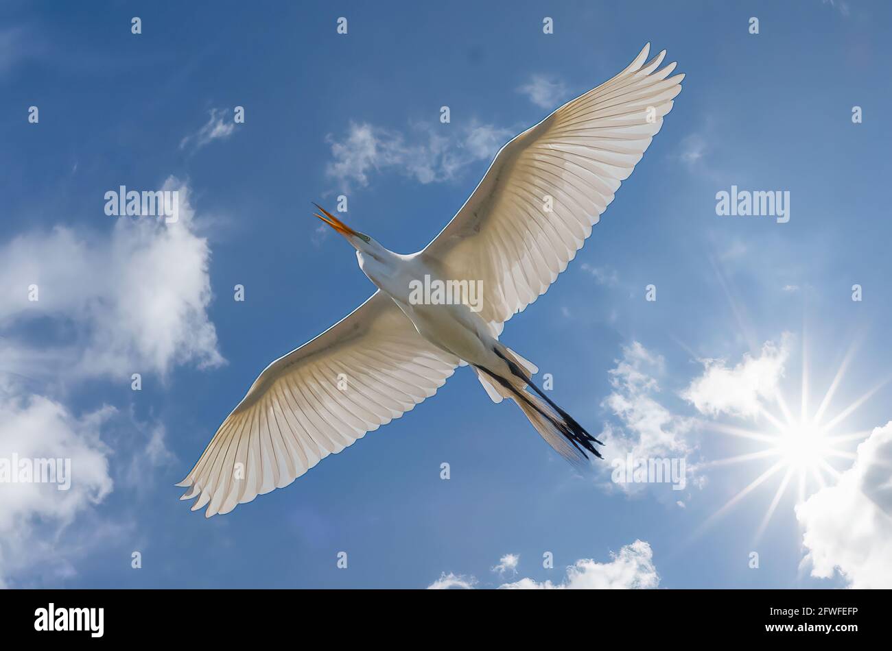 Single white bird soaring in blue sky with white clouds and sunburst in sky above the bird Stock Photo
