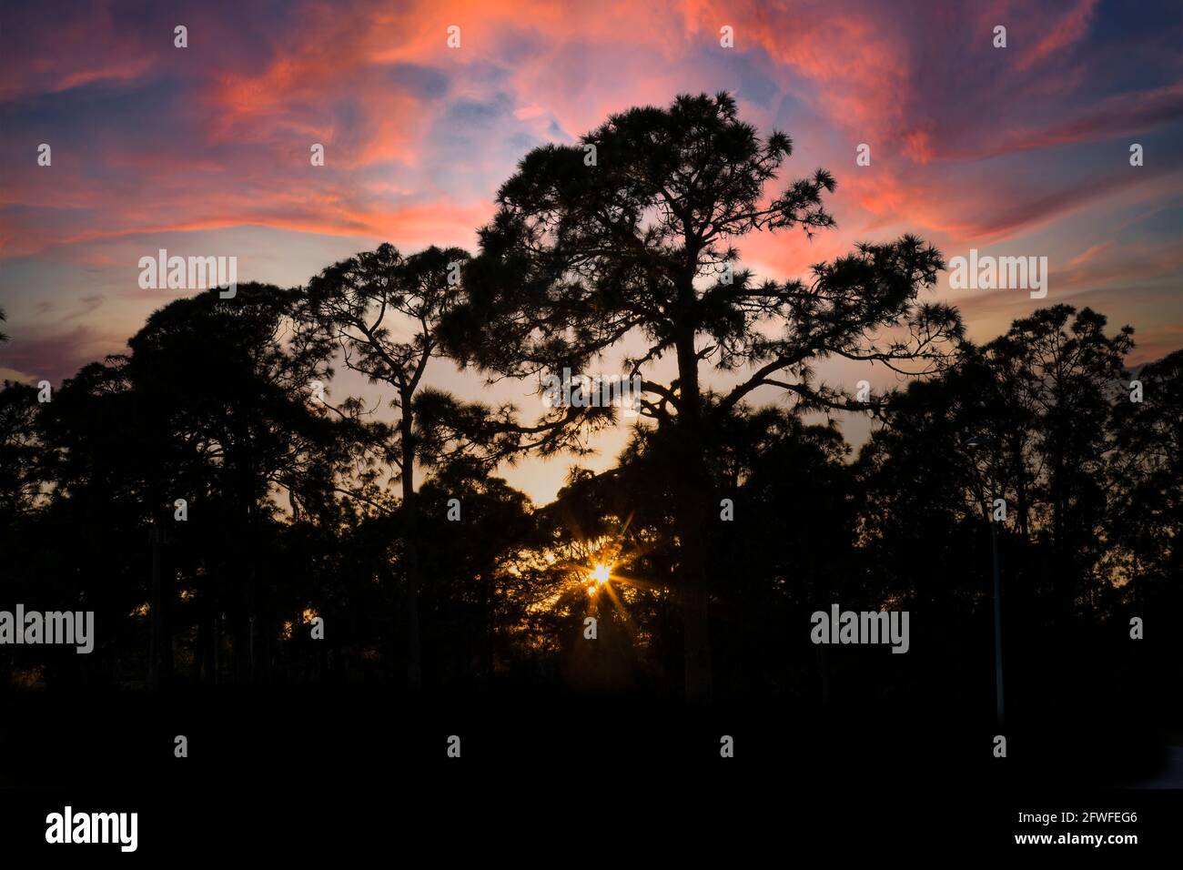 Trees silouetted aganist a colorful sunset sky in Southwest Florida USA Stock Photo