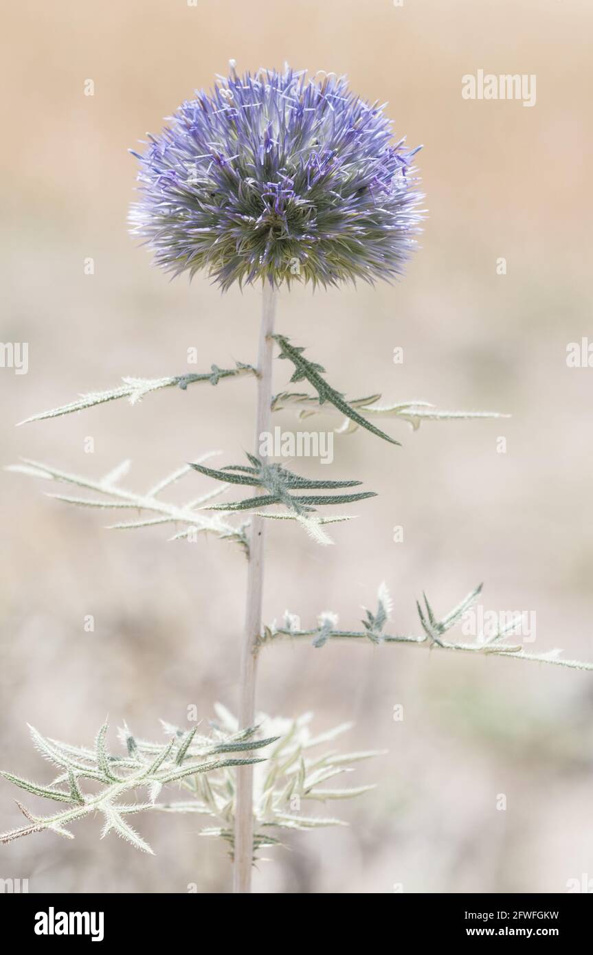 Vertical shot of allium caeruleum plant on blurred background Stock Photo