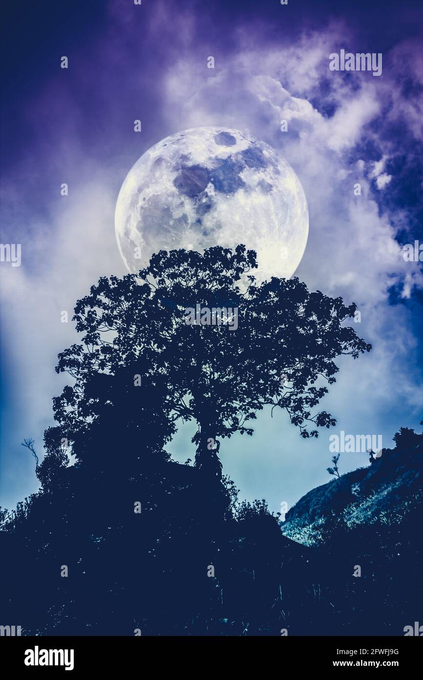Full moon behind trees hi-res stock photography and images - Alamy