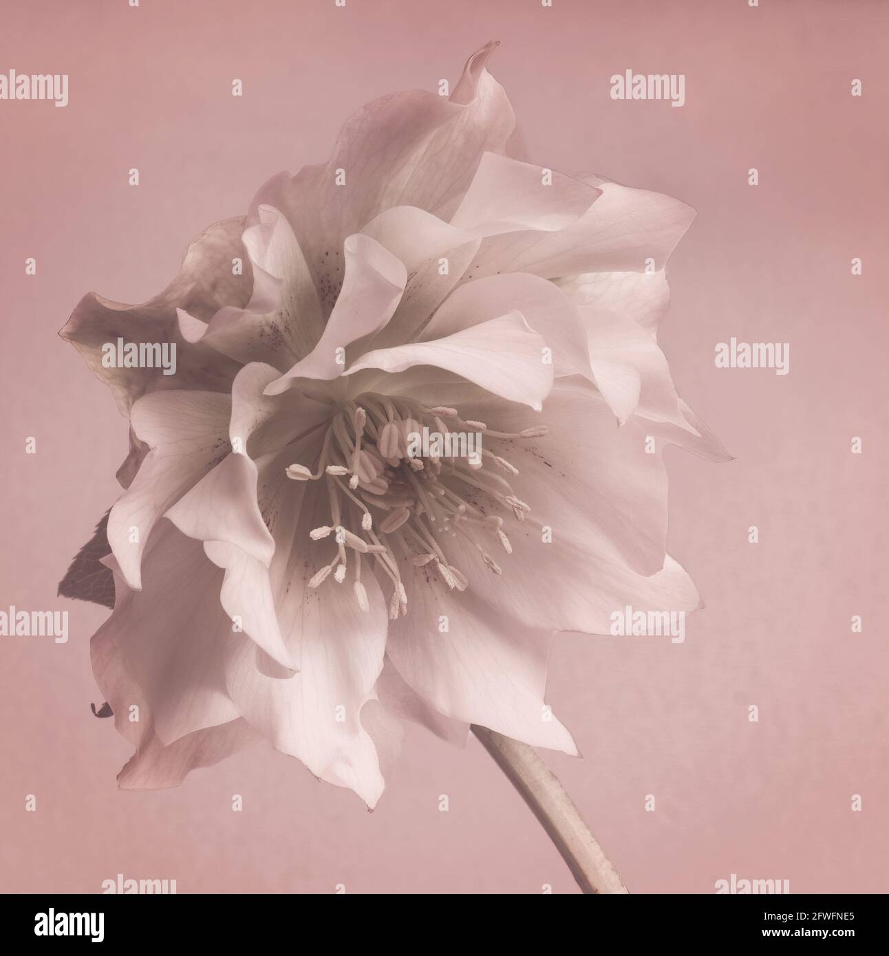 A "Double Queen" hellebore flower head Stock Photo Alamy