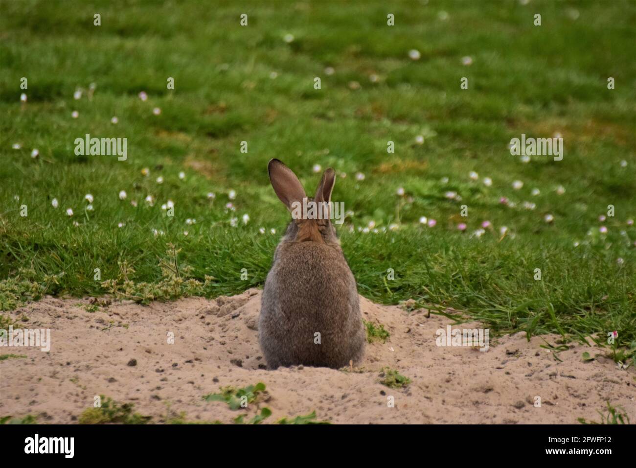 Brown rabbit sits on sand besides a green lawn Stock Photo