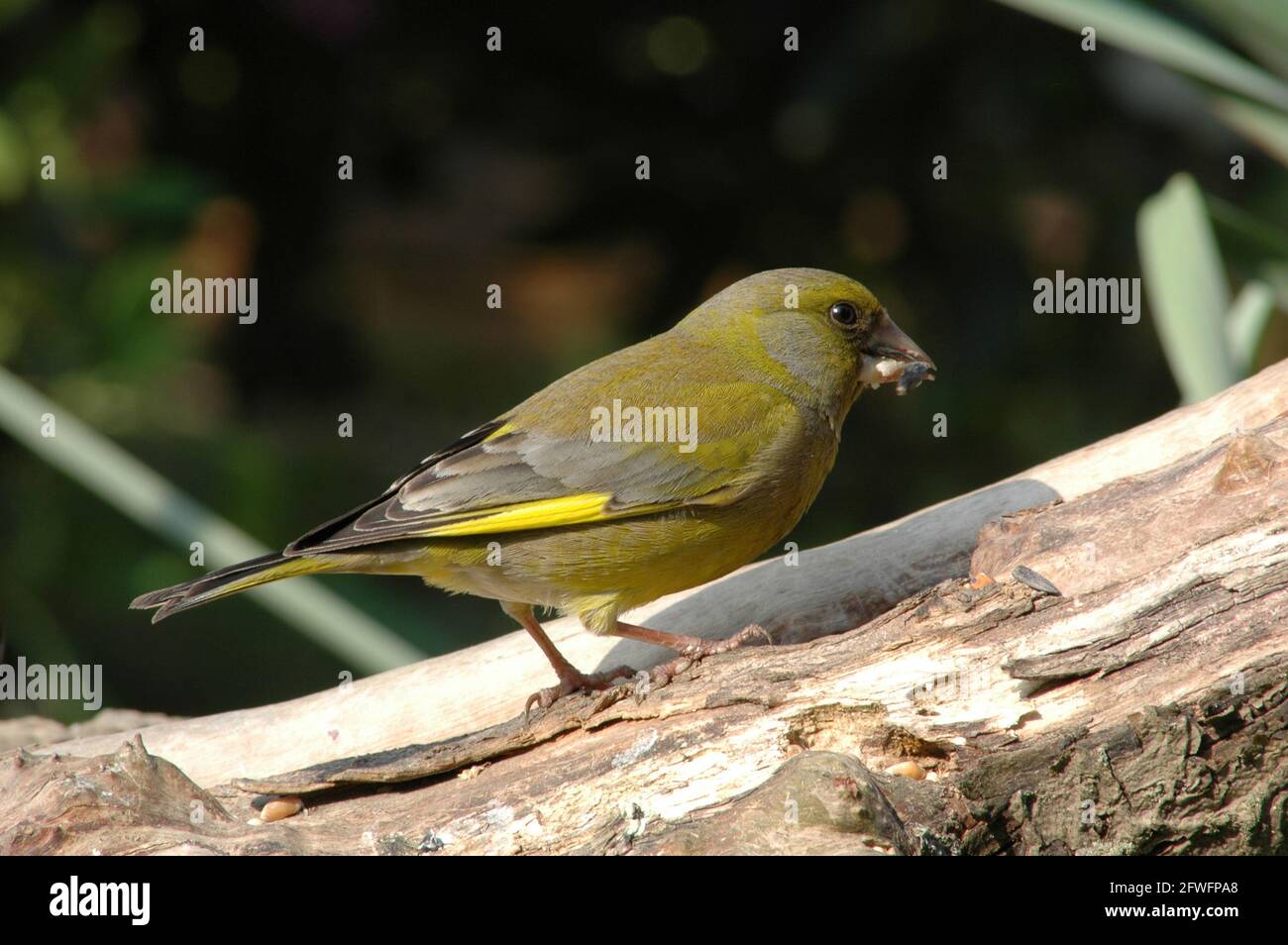 Male Greenfinch (Carduelis chloris) eating seed found n rotting log.  West Sussex, England.  April Stock Photo