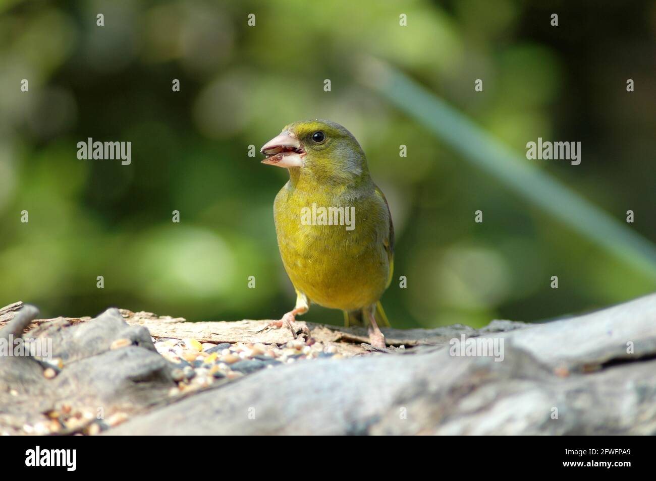 Male Green finch, Carduelis choris, Eating seed.  Showing formation of bill. Stock Photo