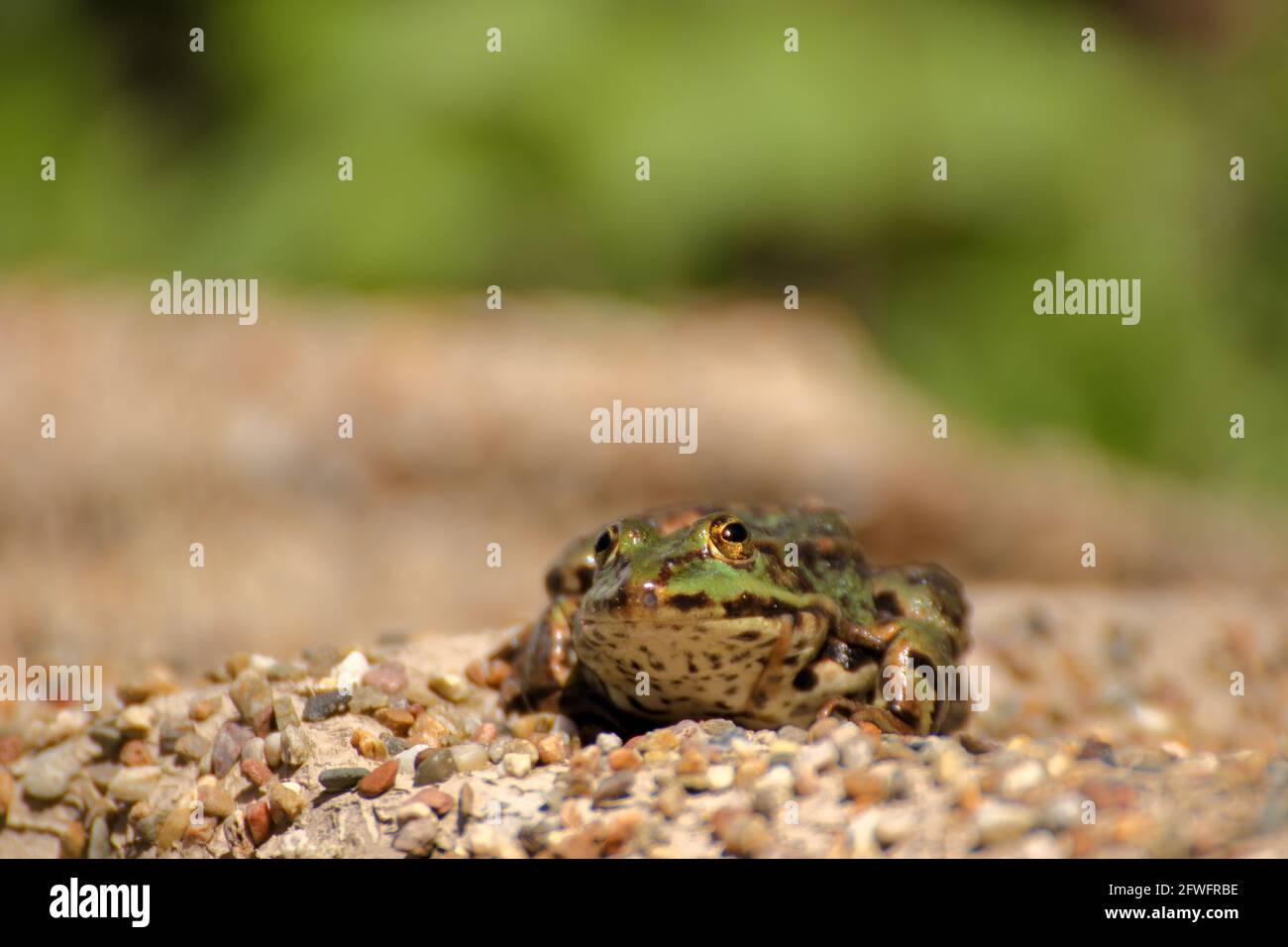A frog sits on the edge of a garden pond in spring Stock Photo