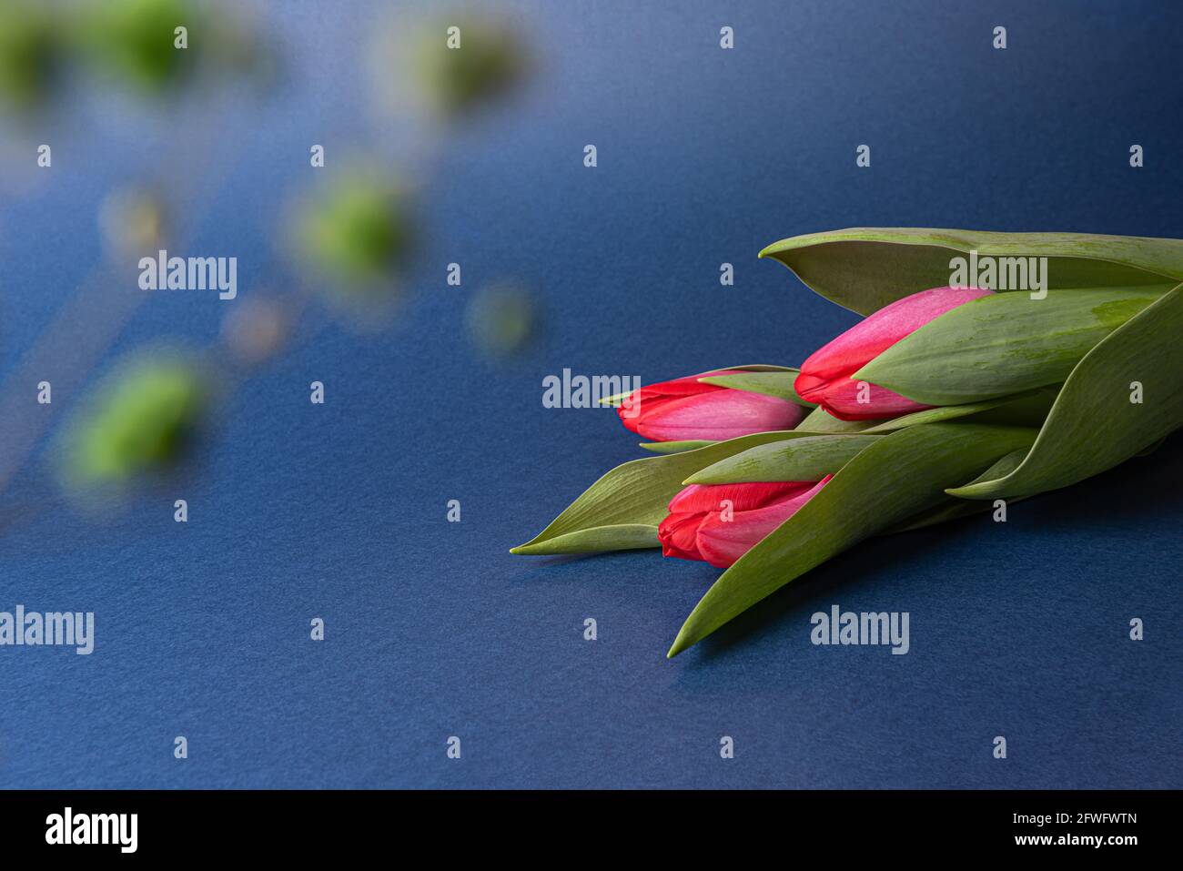 Red tulips with green leaves on dark blue paper surrounded by unfocused small green flowers. Seasonal background with spring flower bouquet and copy s Stock Photo