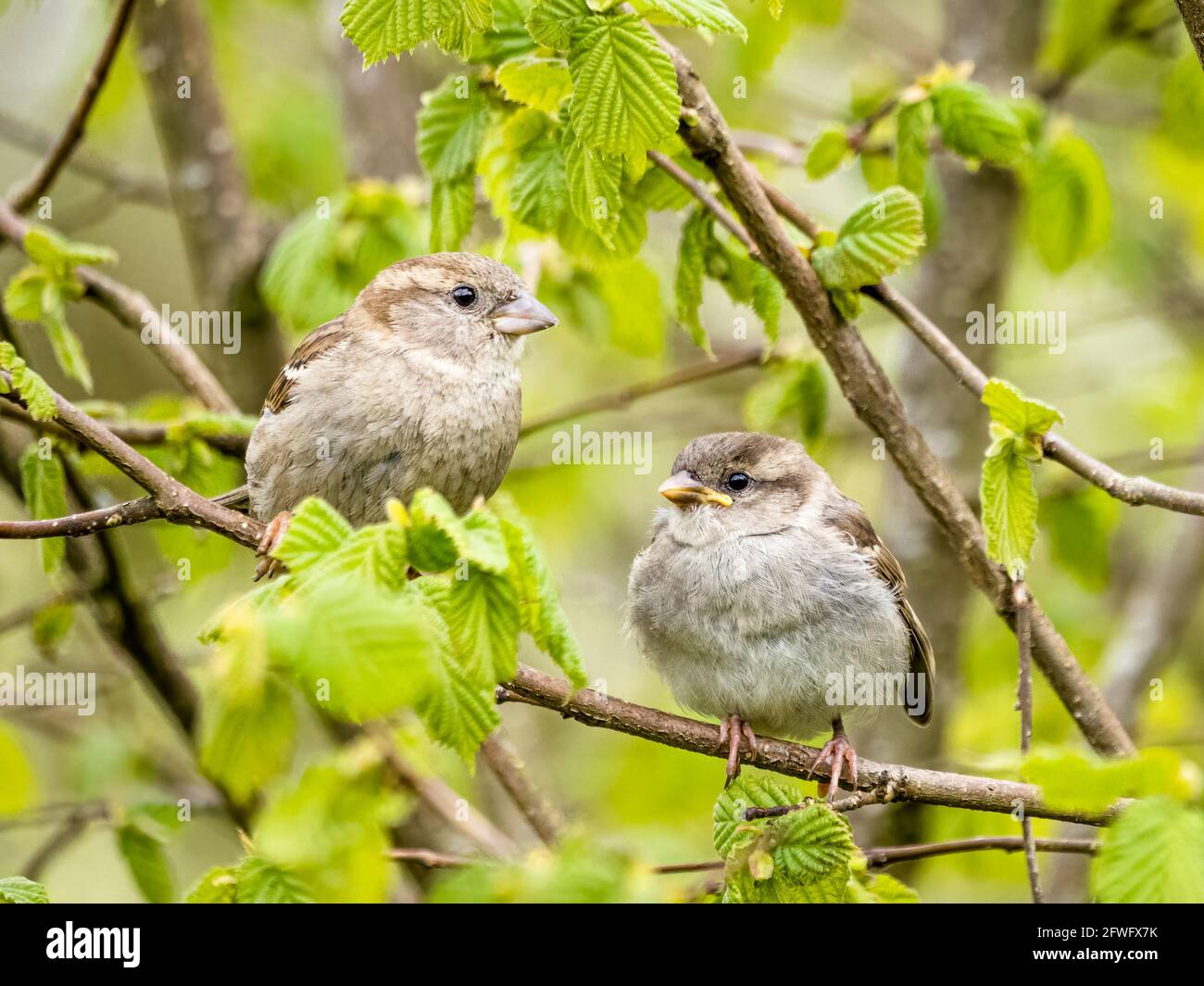 House sparrow chicks being fed in spring sunshine in mid Wales Stock
