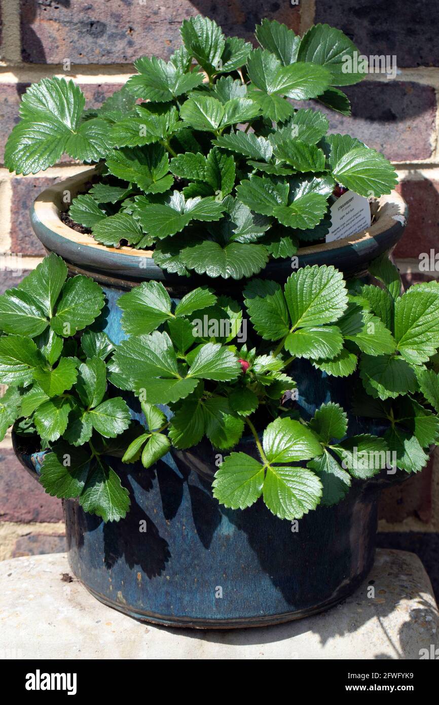 Strawberry plants in a ceramic pot Stock Photo