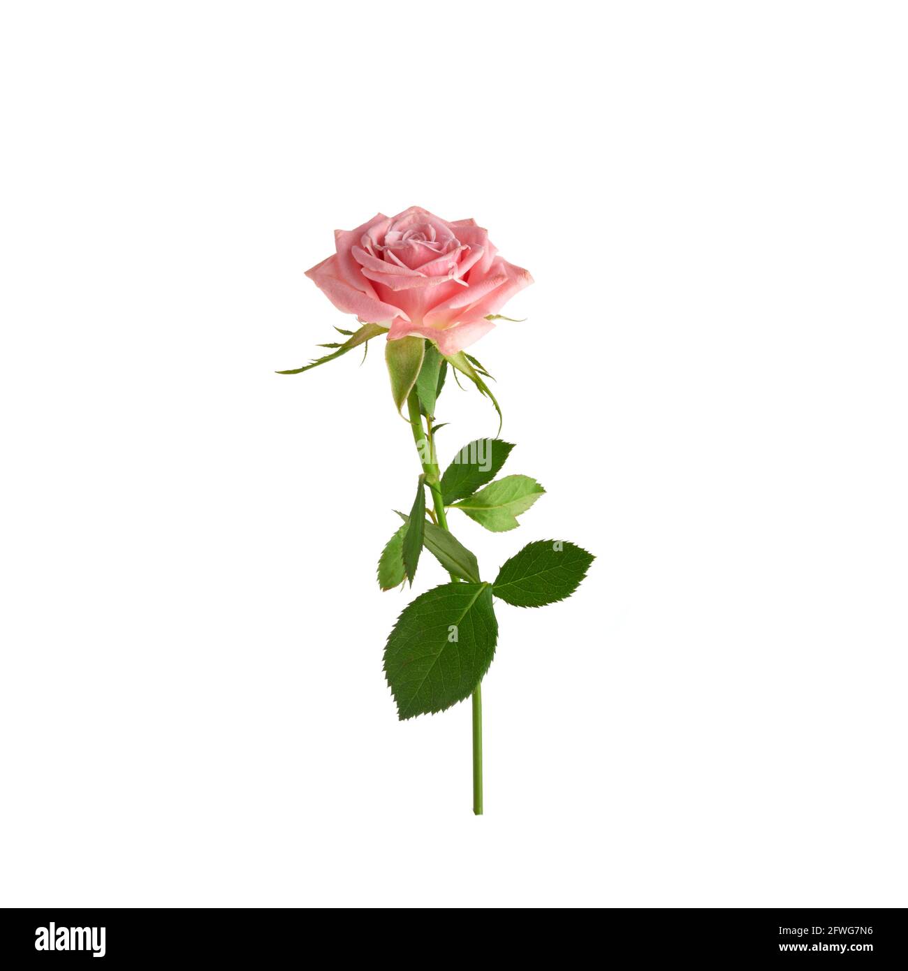 Beautiful single pink rose isolated on white background Stock Photo