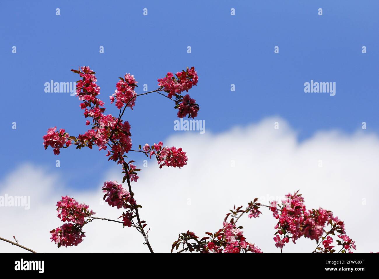 Sakura cherry blossom tree twigs against cloudy blue sky Stock Photo ...