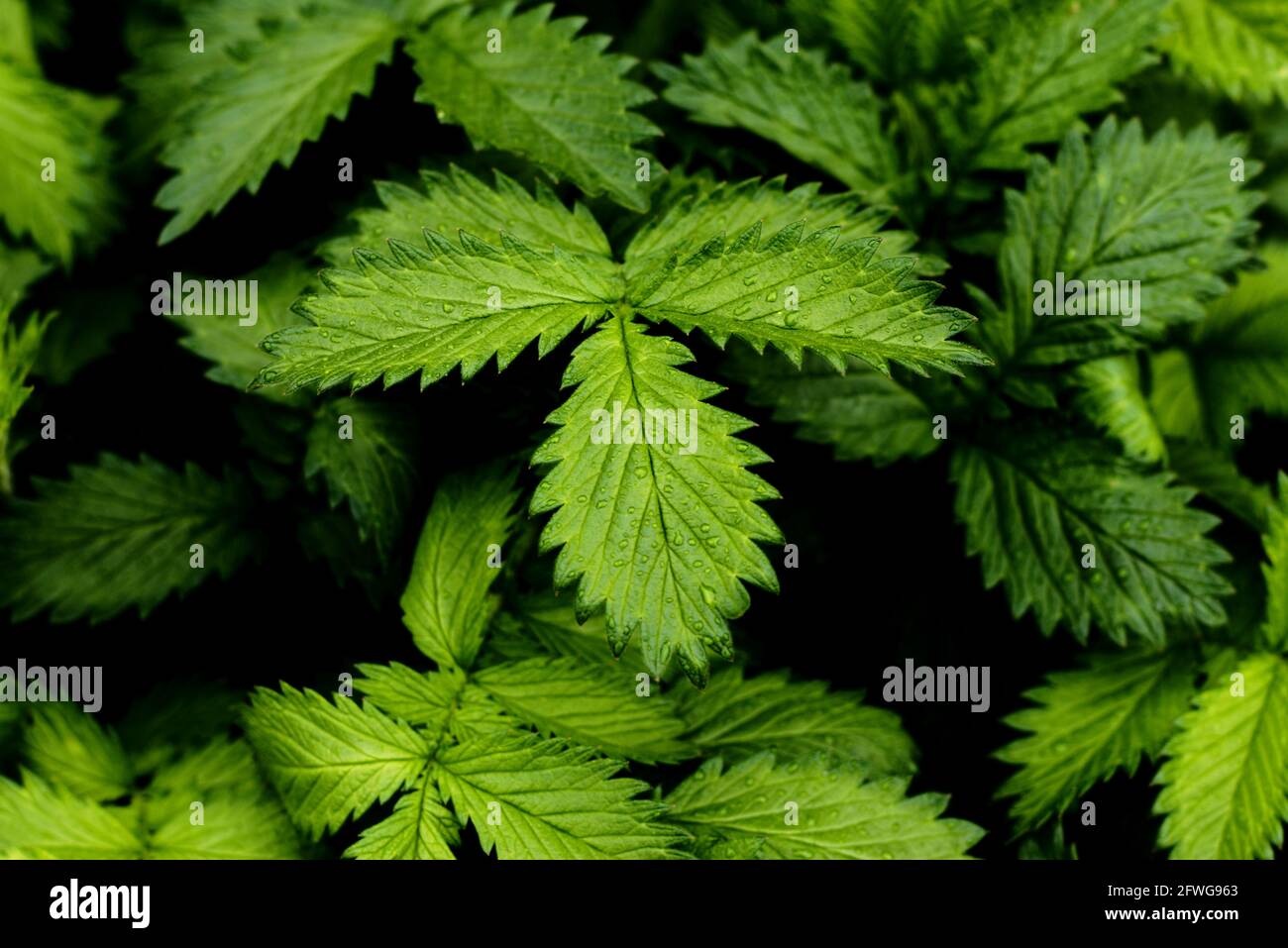 Green leaves of Agrimonia procera herb Stock Photo