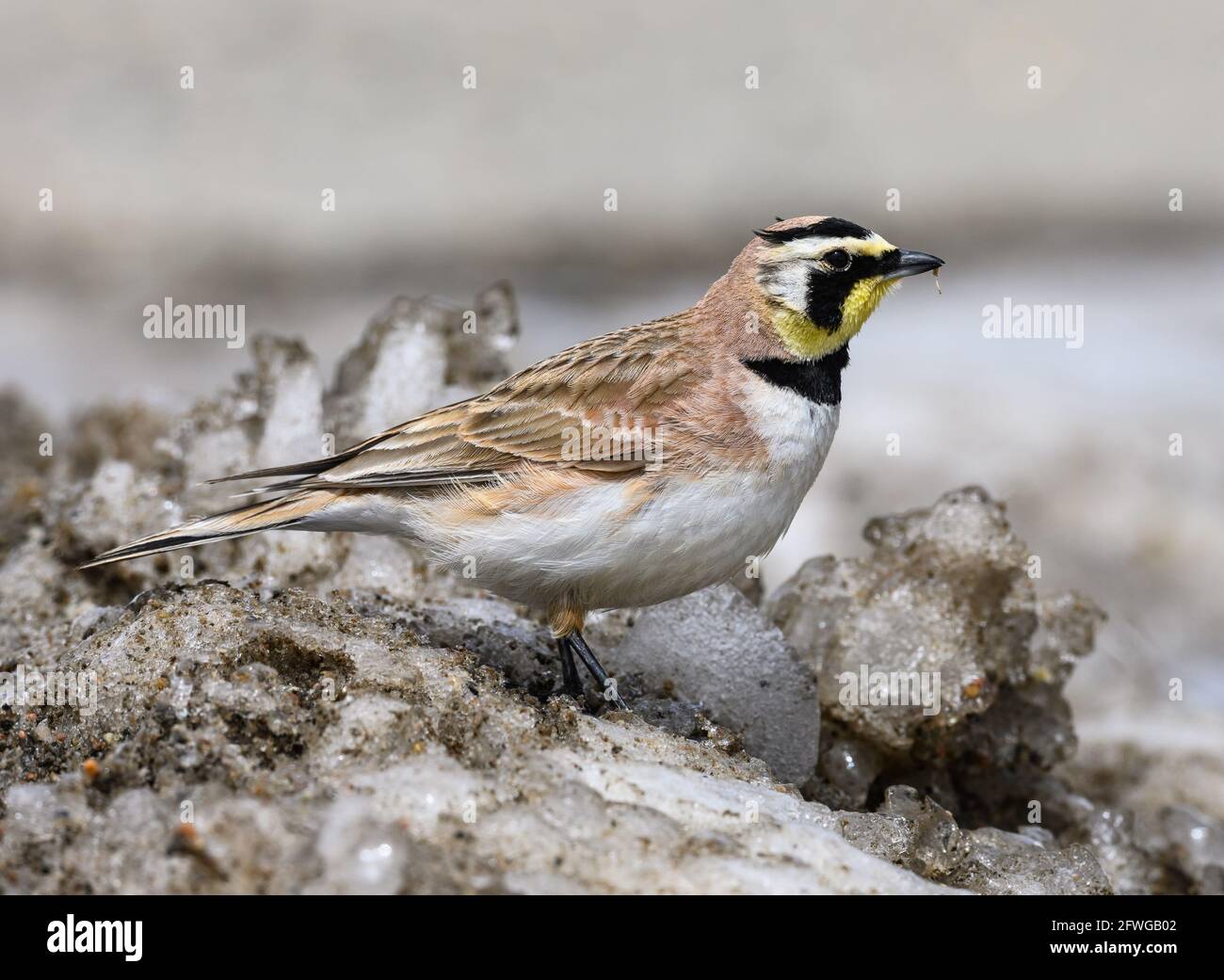 A Horned Lark (Eremophila alpestris) standing on snow. Colorado, USA. Stock Photo