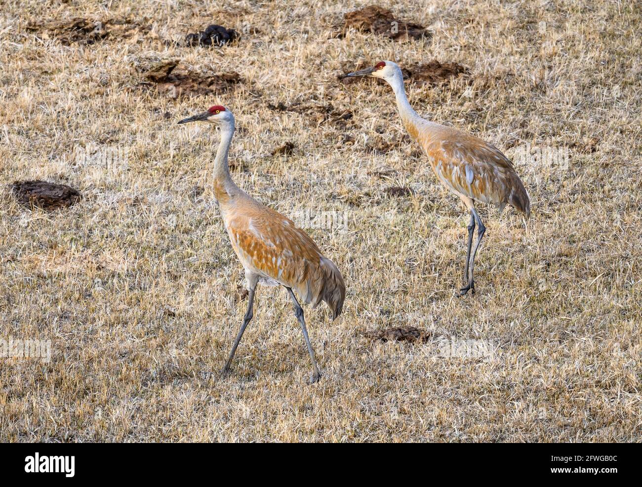 Sandhill Cranes (Antigone canadensis) grazing on open field. Colorado, USA. Stock Photo