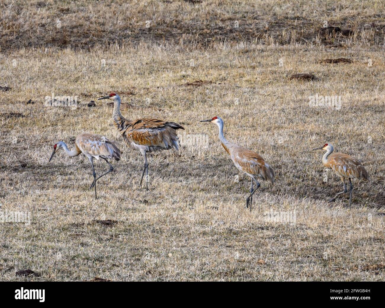 Sandhill Cranes (Antigone canadensis) grazing on open field. Colorado, USA. Stock Photo