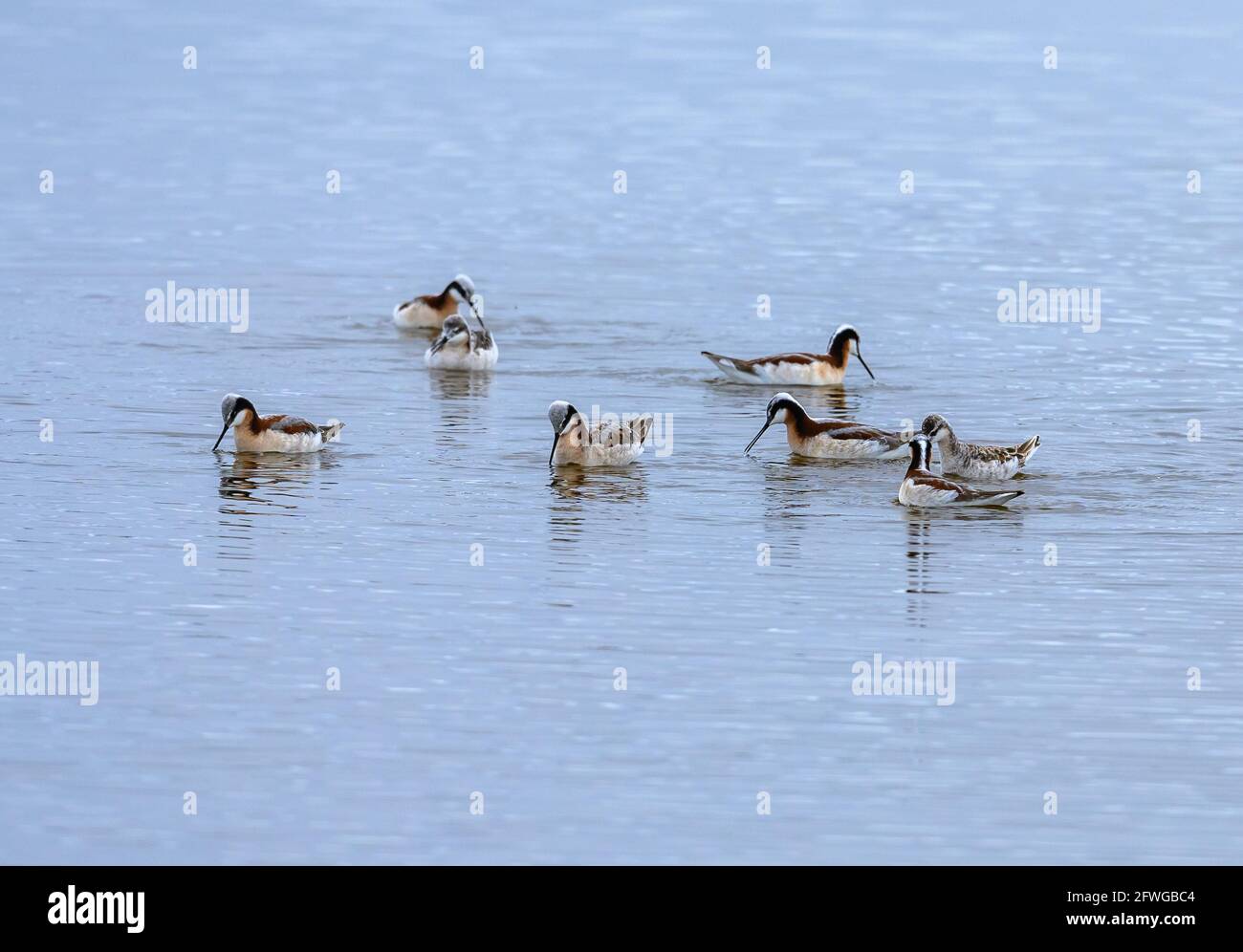 A flock Wilson's Phalaropes (Phalaropus tricolor) feeding in a lake. Colorado, USA. Stock Photo