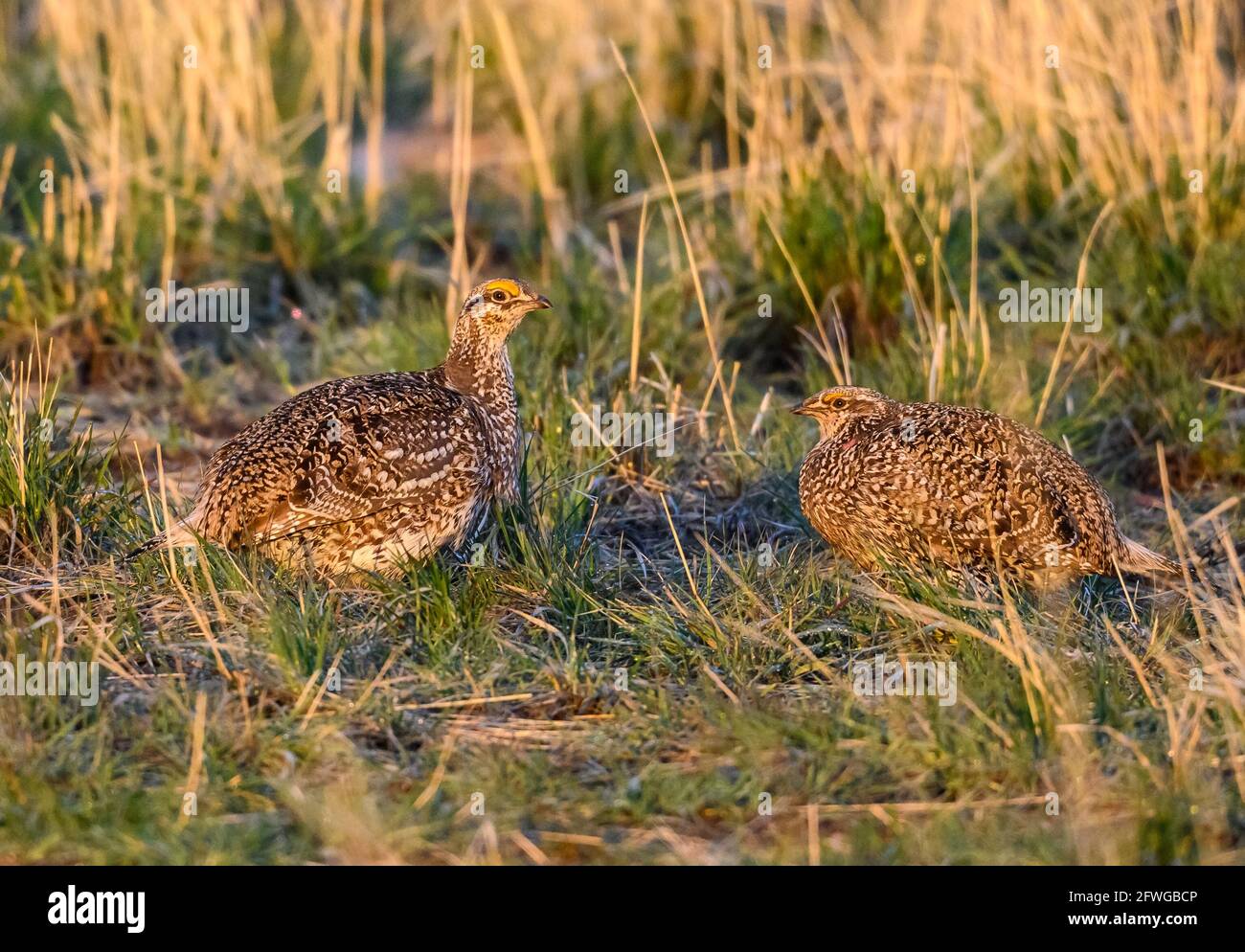 Two rival male Sharp-tailed Grouses (Tympanuchus phasianellus) facing off at thier lek. Colorado, USA. Stock Photo