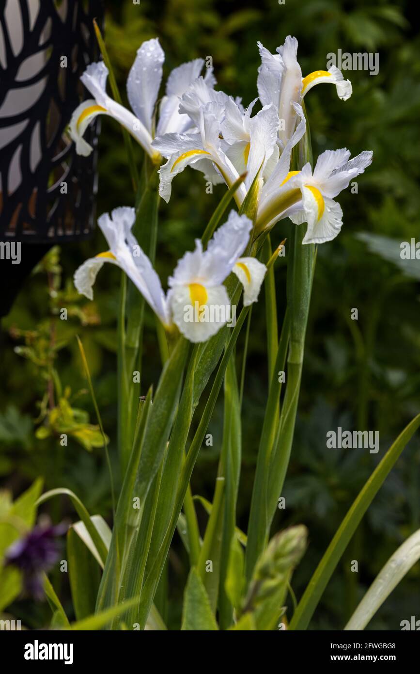 Iris ‘White Excelsior’ Stock Photo