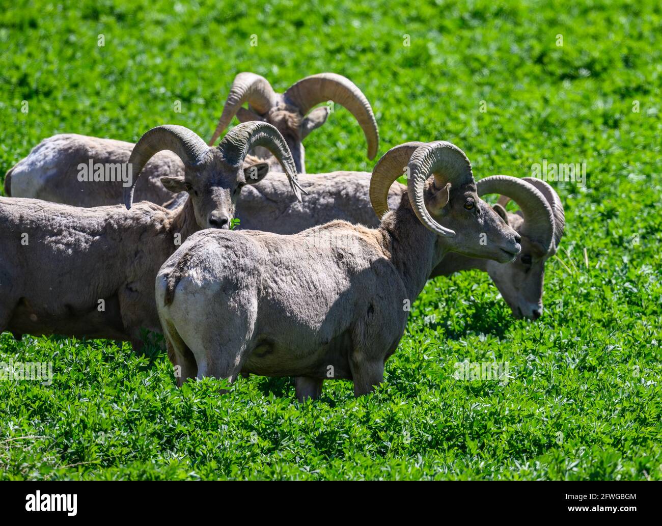 Conflict of human and wildlife, a herd Desert Bighorn Sheep (Ovis canadensis nelsoni) grazing in agriculture field. Colorado, USA. Stock Photo