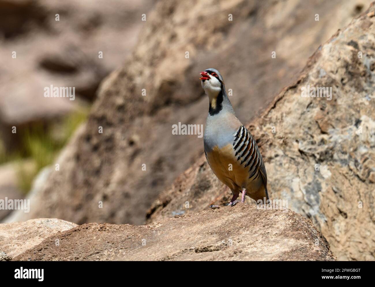 A Chukar partridge (Alectoris chukar) standing on rocks. Colorado, USA. Stock Photo