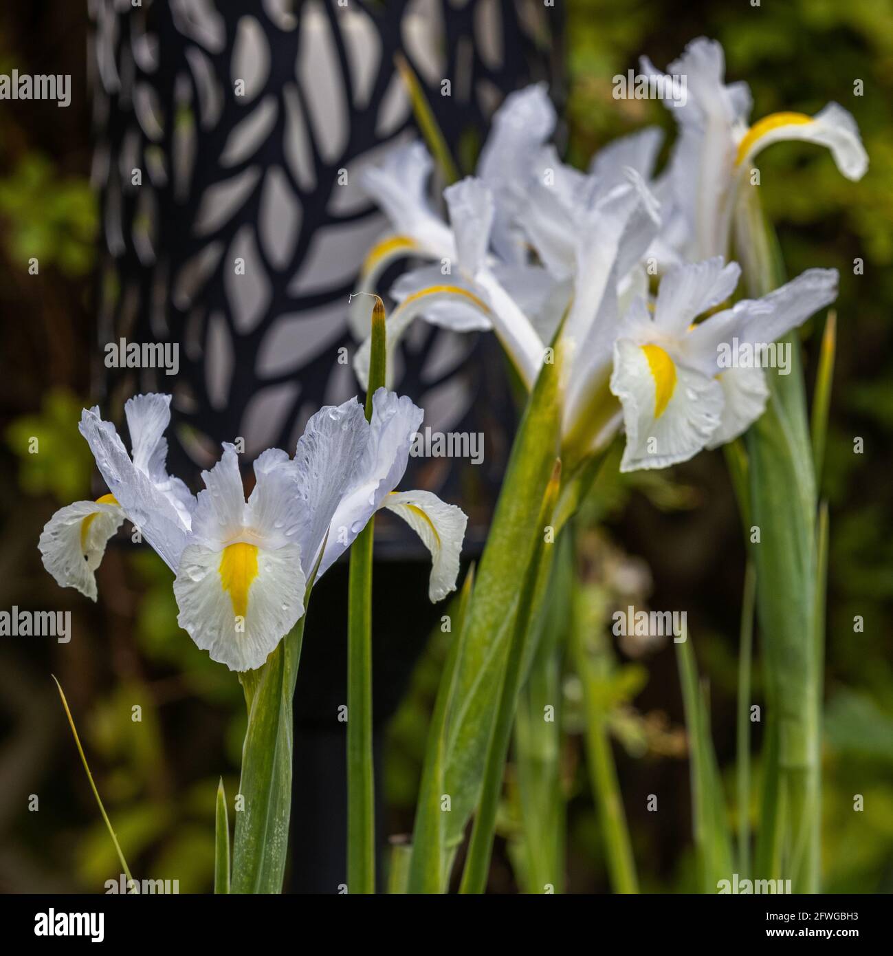 Iris ‘White Excelsior’ Stock Photo