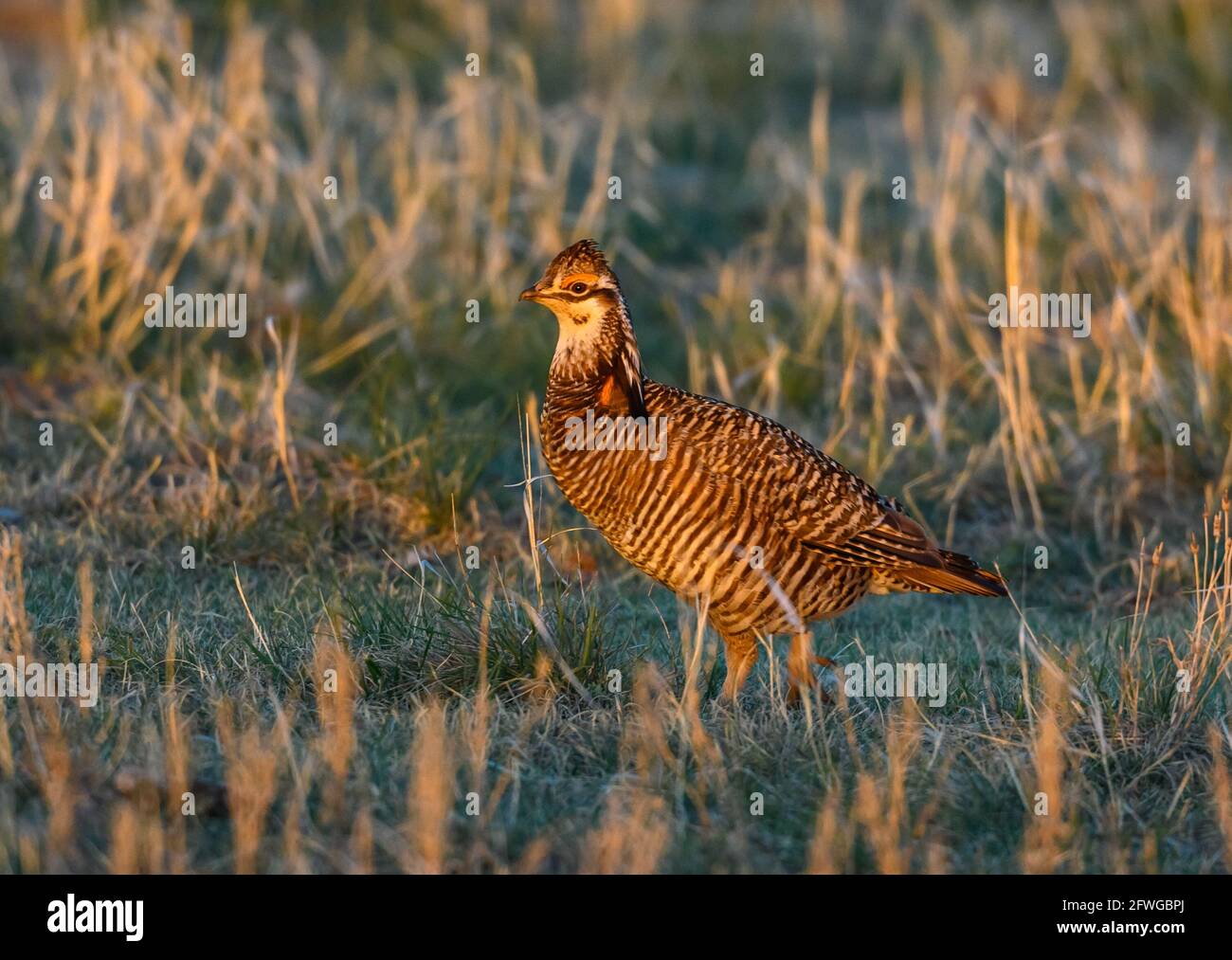 A male Greater Prairie Chicken (Tympanuchus cupido) in courtship display at his lek. Smoky Valley Ranch, Kansas, USA. Stock Photo