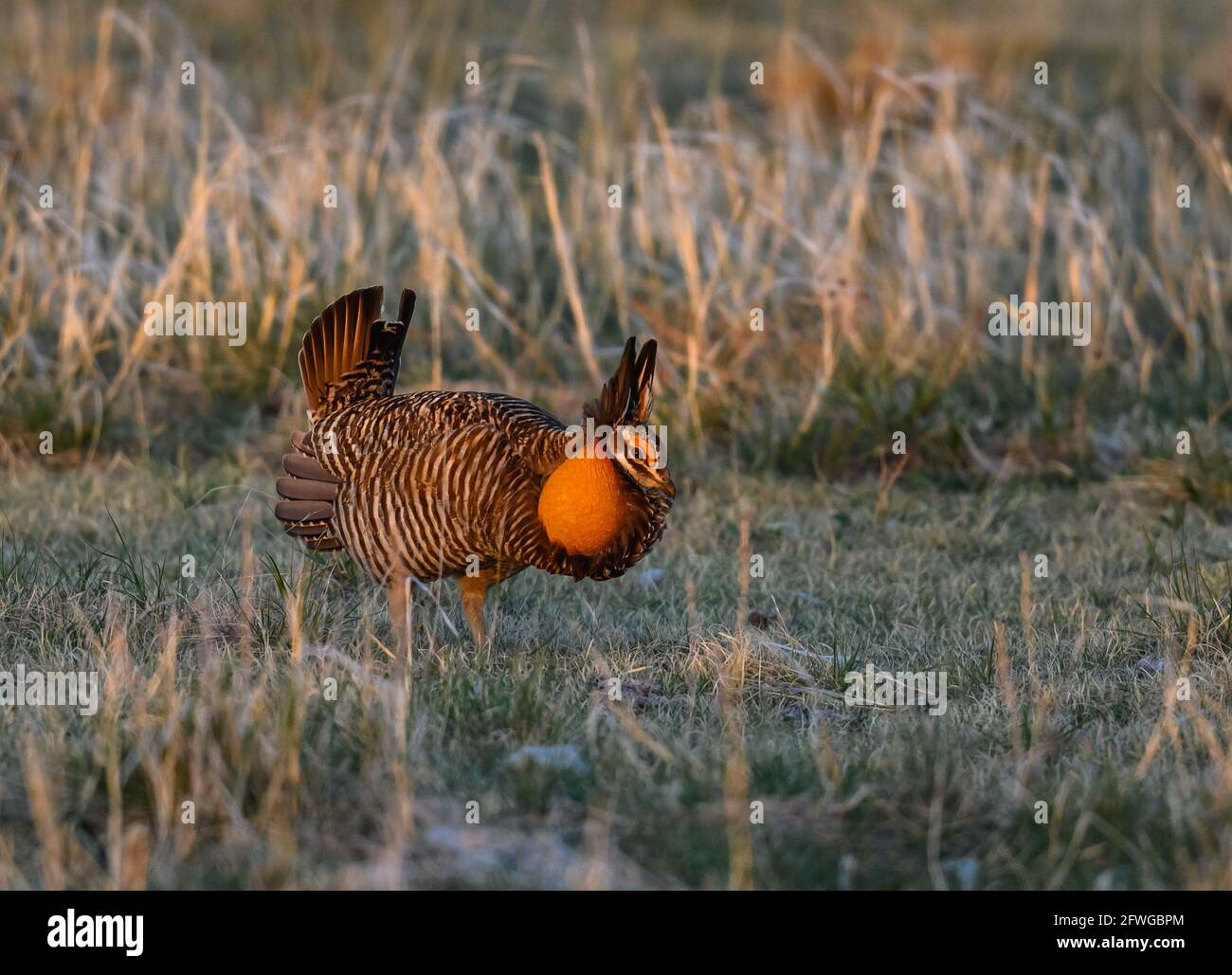 A male Greater Prairie Chicken (Tympanuchus cupido) in courtship display at his lek. Smoky Valley Ranch, Kansas, USA. Stock Photo