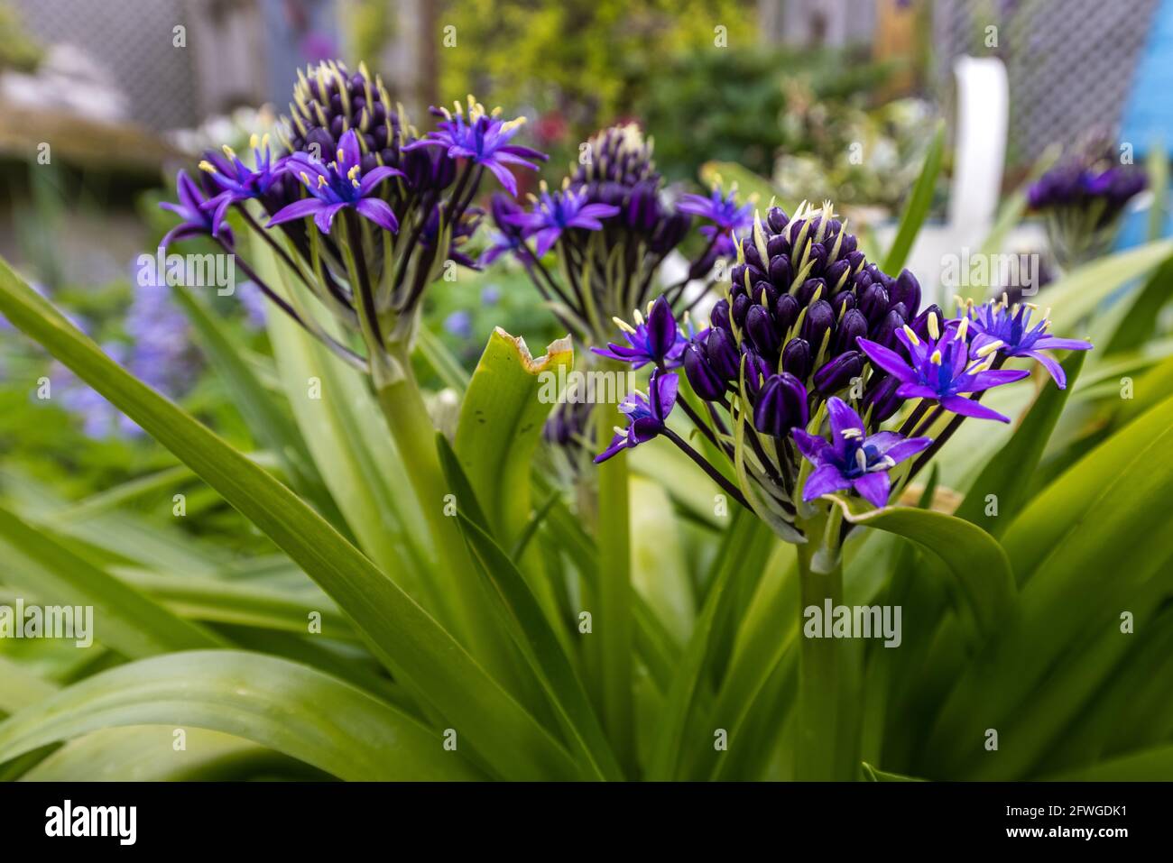 Peruvian Hyacinth Hi res Stock Photography And Images Alamy