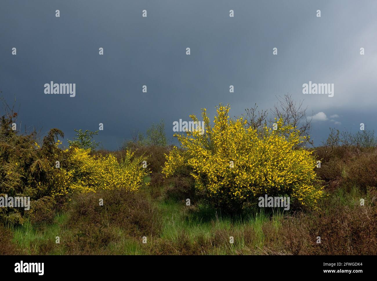 Flowering Common broom on heatherland, the yellow sunlit flowers contrast strongly with the dark rain clouds in the background Stock Photo