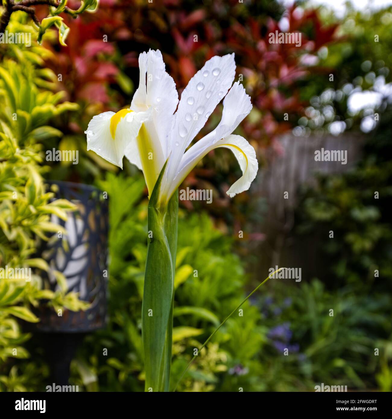 Iris ‘White Excelsior’ Stock Photo