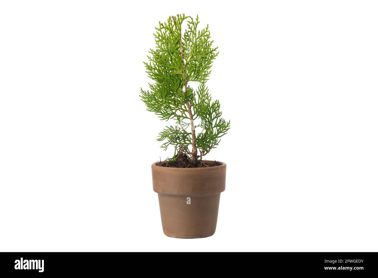 Chinese arborvitae - Platycladus orientalis - seedling in a pot, isolated on white. Type of evergreen thuja. Stock Photo