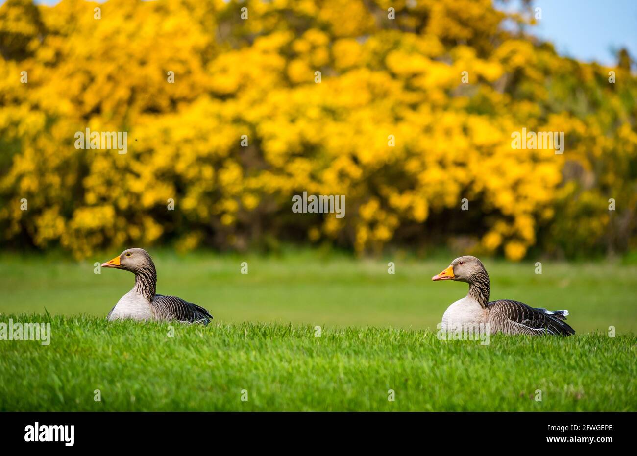 Greylag geese pair (Anser anser) lying in grass with yellow flowering gorse bush, Archerfield estate, East Lothian, Scotland, UK Stock Photo