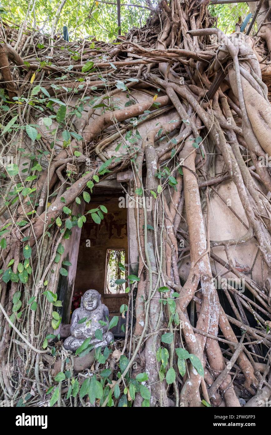Wat Bang Kung temple, overgrown with fig tree, Thailand Stock Photo