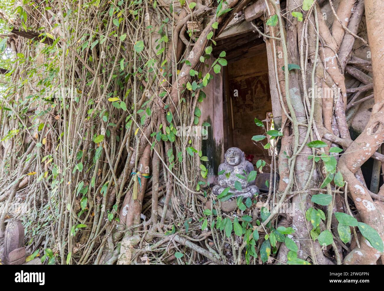 Remains of Wat Bang Kung temple, overgrown with fig tree, Thailand Stock Photo