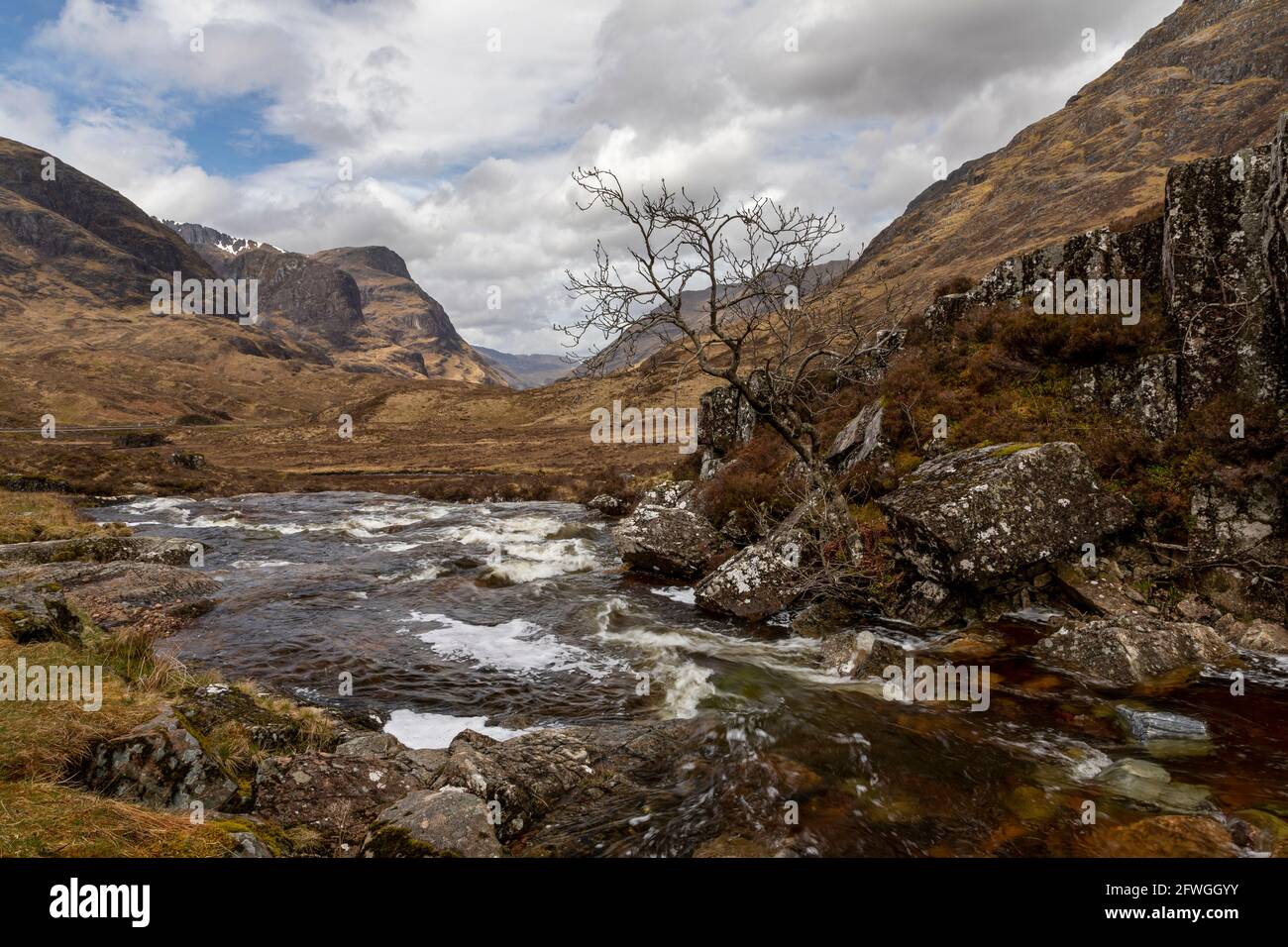 lone tree by river in glencoe scotland looking towards the three sisters mountains Stock Photo