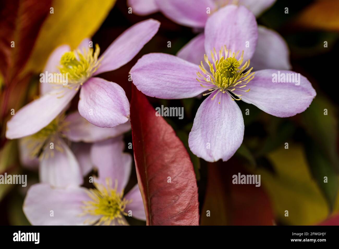 Clematis montana ‘Pink Perfection’ Stock Photo Alamy