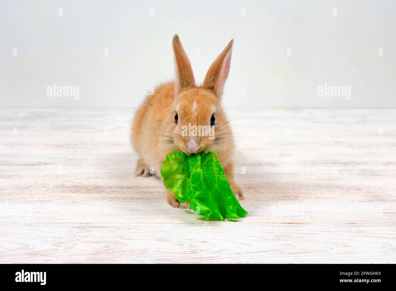 Ginger Rabbit High Resolution Stock Photography And Images Alamy